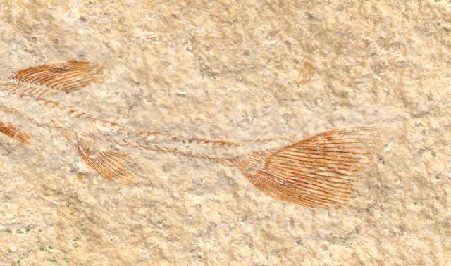 Solnhofenamia elongata Bild ©